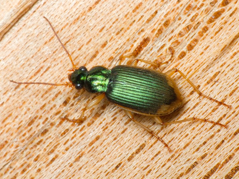 Chlaenius vestitus Paykull, 1790